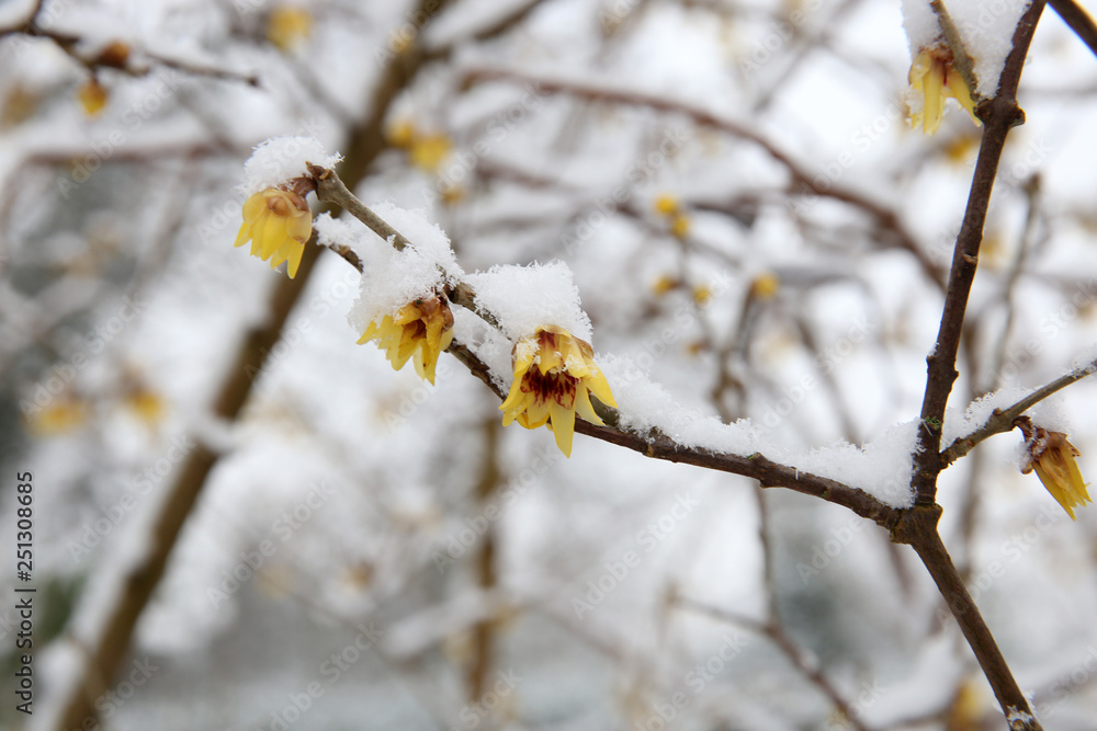 beautiful yellow flowers on tree branches covered with snow at frost beautiful yellow flowers on tree branches covered with snow at frost