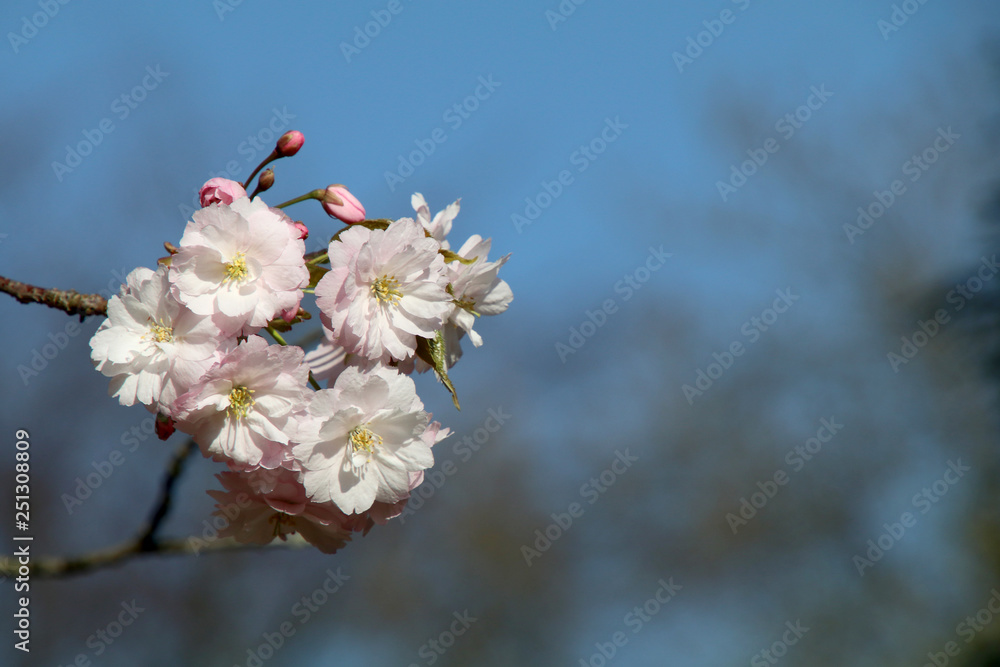close-up view of beautiful pink cherry blossoms on twig at springtime close-up view of beautiful pink cherry blossoms on twig at springtime