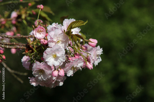 close-up view of beautiful pink cherry blossoms on twigs at springtime