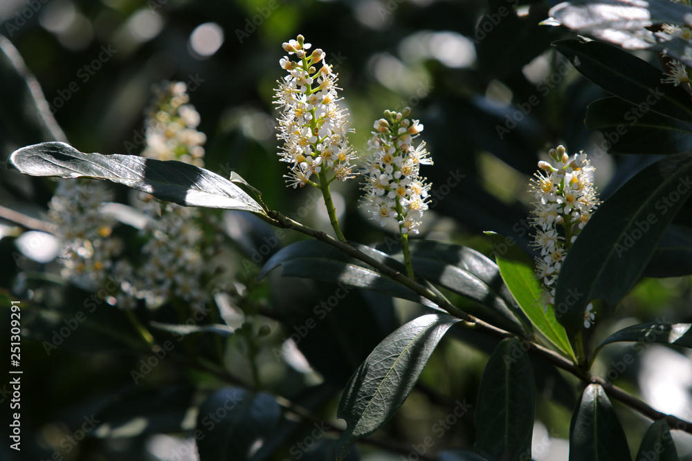 beautiful white bird cherry tree flowers at sunny day beautiful white bird cherry tree flowers at sunny day