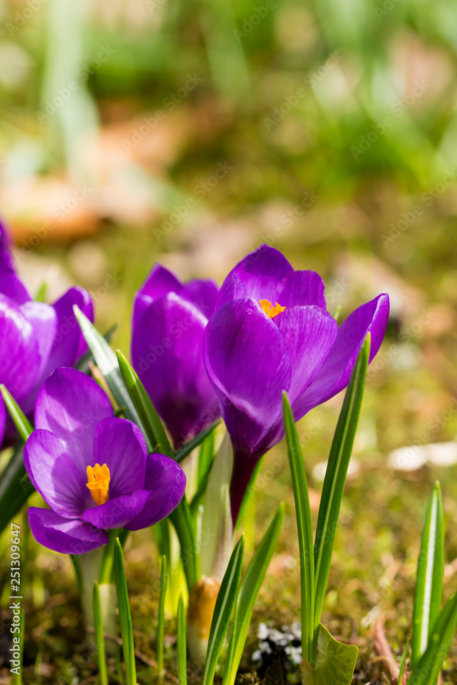 Beautiful spring flowers, growing crocuses Beautiful spring flowers, growing crocuses