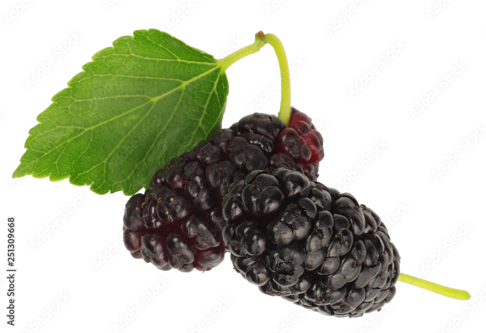 Mulberry isolated on white, macro Mulberry isolated on white, macro