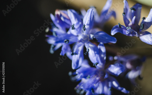 early blue flowers Scilla bifolia, Alpine Squill in the spring garden