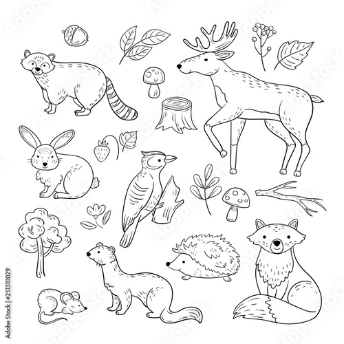 Wall murals Sketch forest animals. Woodland cute baby animal raccoon elk  hare woodpecker hedgehog marten fox children doodle vector hand drawn set.  Illustration of animal forest, mouse and raccoon, hedgehog -  
