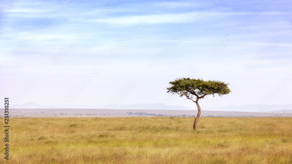 Acacia tree in the Masai Mara - obrazy, fototapety, plakaty 