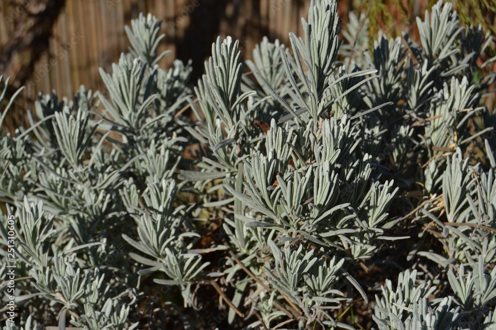 Obraz premium Lavendel