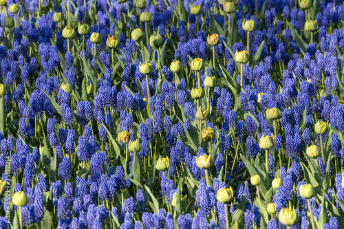 Blue Hyacinthus flowers, just erady to bloom. photo