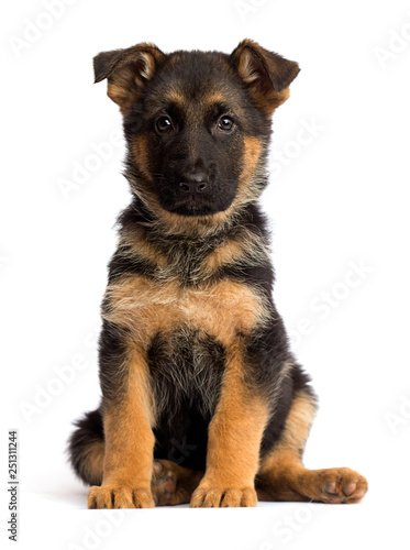 shepherd puppy isolated