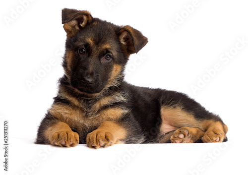 Fototapeta Naklejka Na Ścianę i Meble -  shepherd puppy isolated