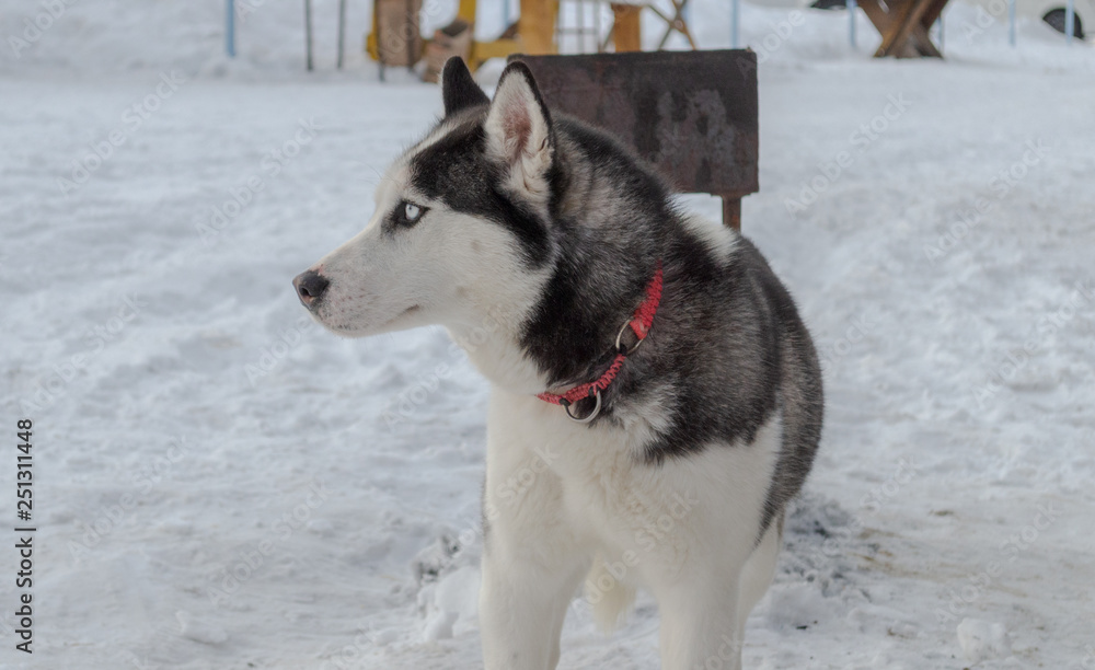 dog husky in the winter for a walk