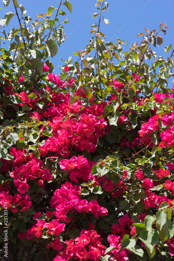 Bunt blühende Hecke