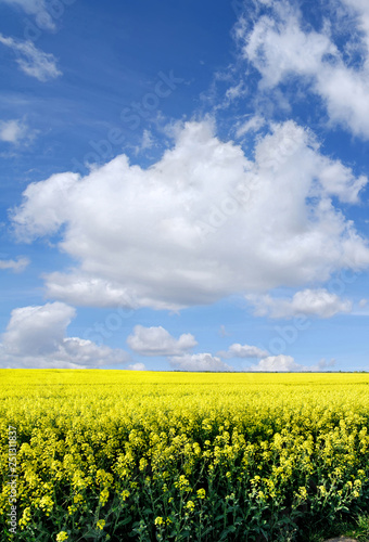 Idyllic landscape  yellow colza fields under the blue sky and white clouds