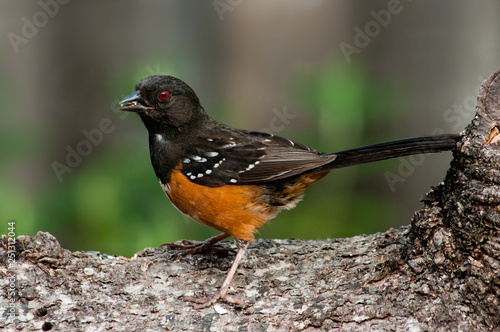 Spotted Towhee (Pipilo maculatus). Willamette Valley, Oregon. photo