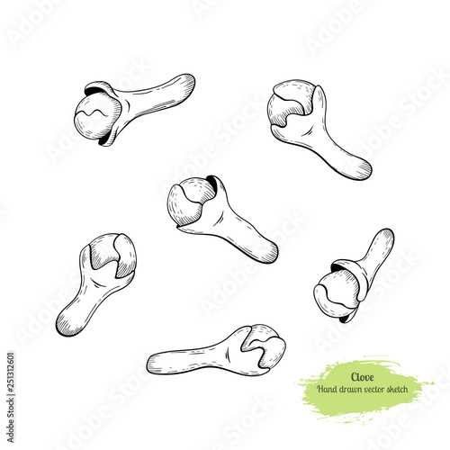 Hand drawn cloves seeds set. Black line cloves spice collection