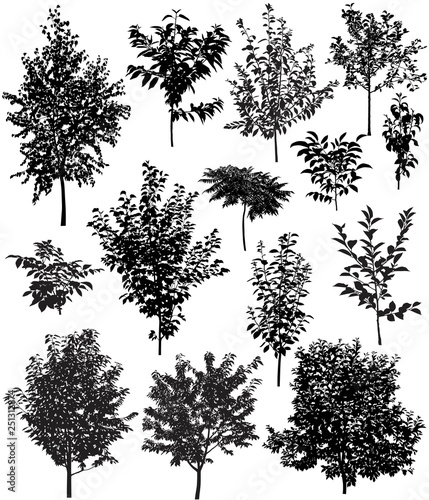 Collection of silhouettes of trees: apple, apricot, birch, cherry, pear, plum, walnut, sumac photo