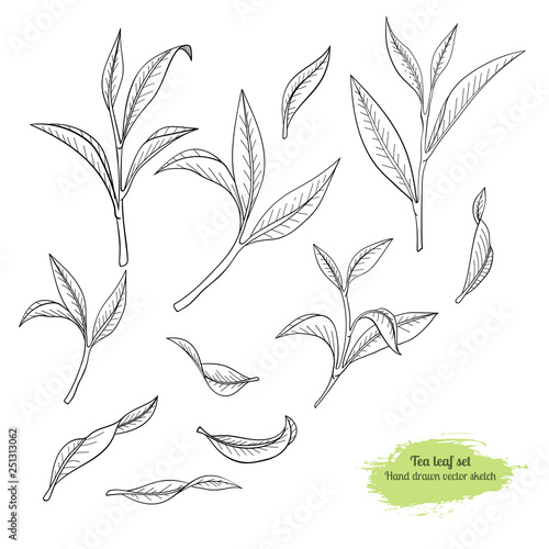 Hand drawn set tea-tree leaves. Traced by hand. Black line botanical drawing.