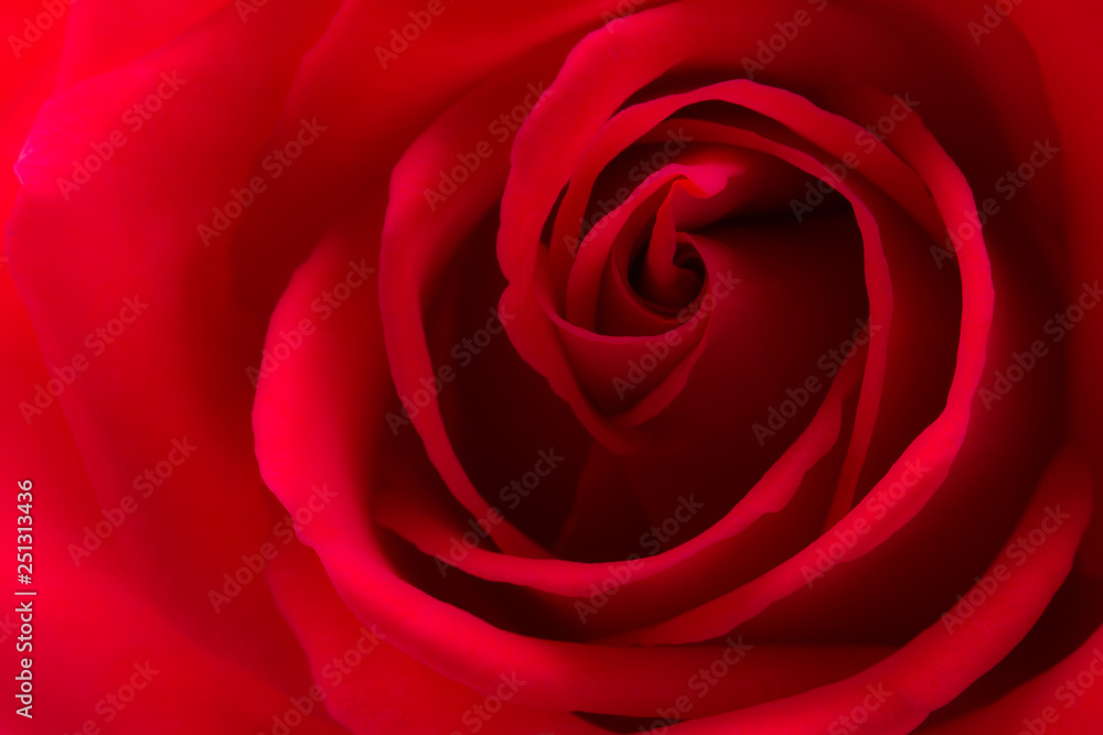 赤い薔薇 赤い薔薇