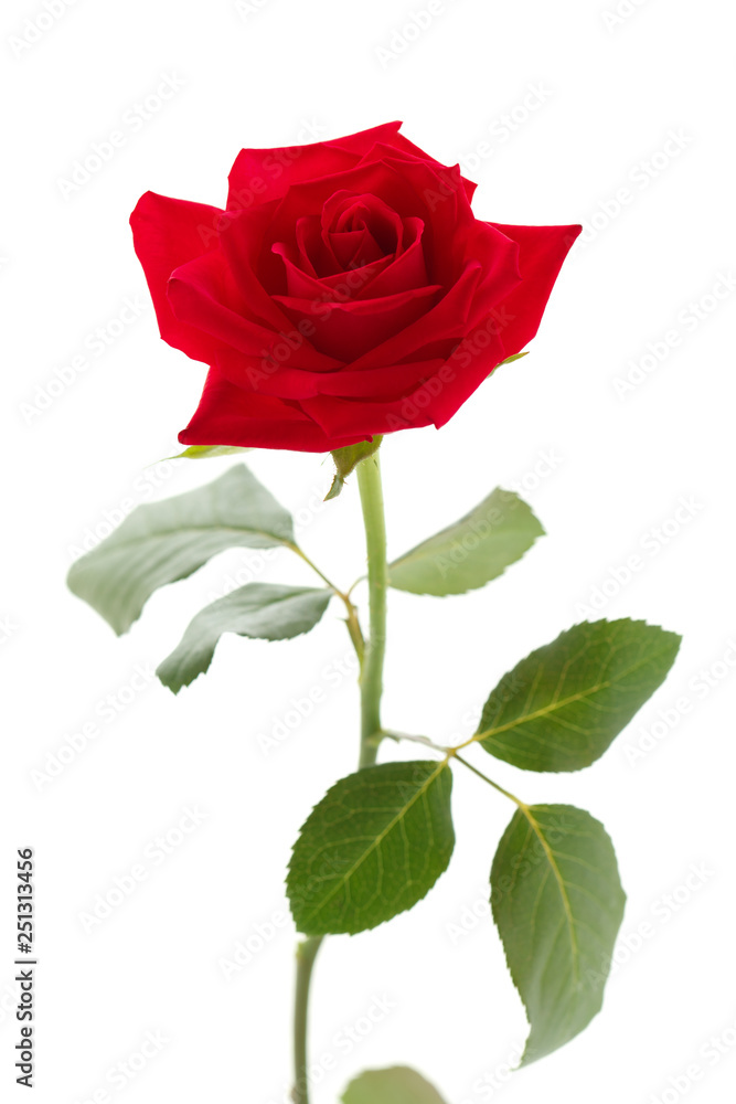 赤い薔薇 赤い薔薇