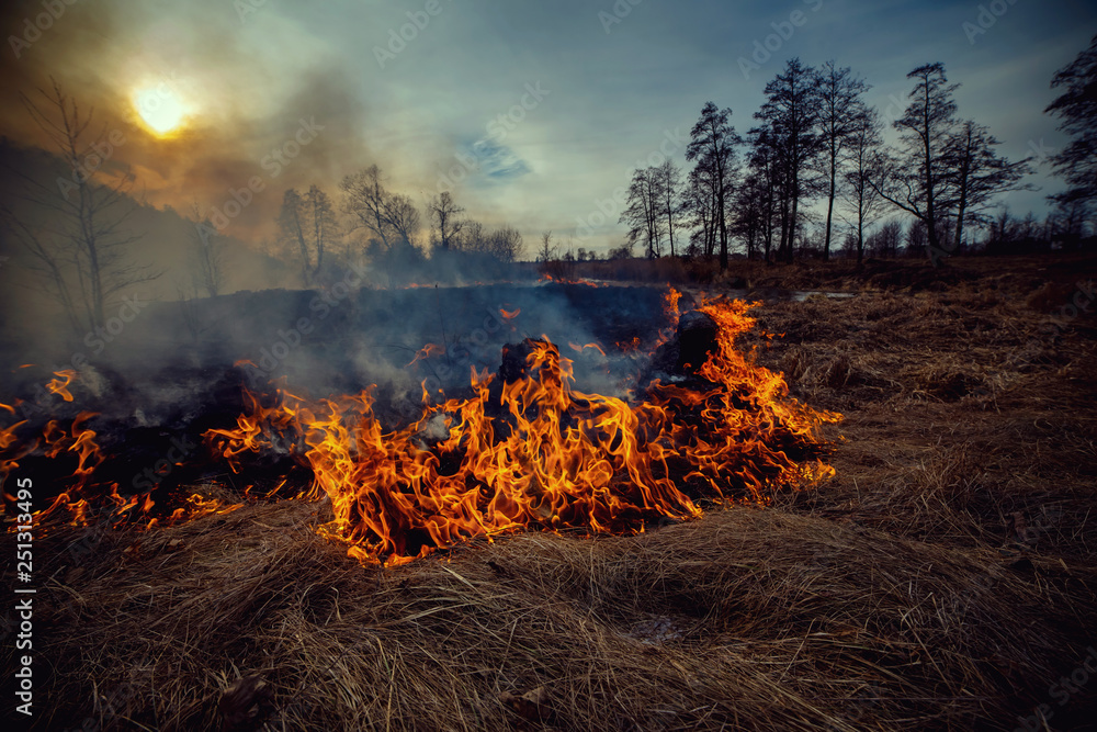 Forest fire - environmental damage Forest fire - environmental damage