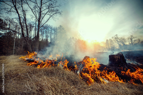 Forest fire - environmental damage © Sergii Kondrytskyi
