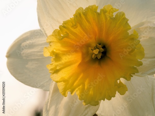 daffodil photo