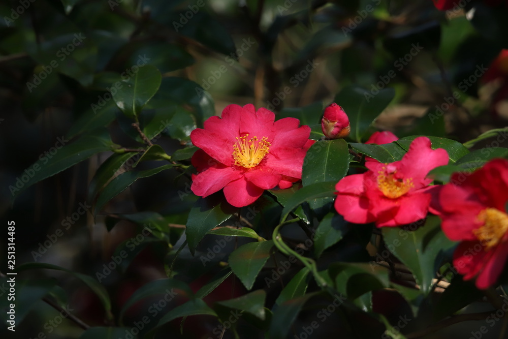 山茶花（サザンカ）　Camellia sasanqua