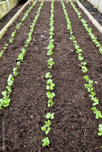 A raised vegatable bed with five rows of seedling pea shoots growing