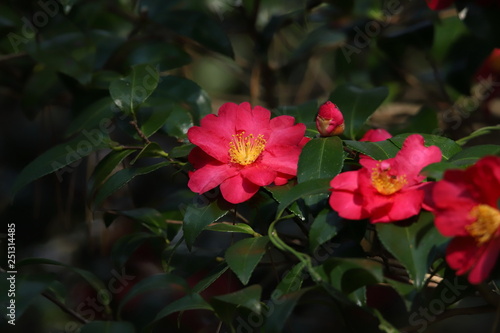                              Camellia sasanqua