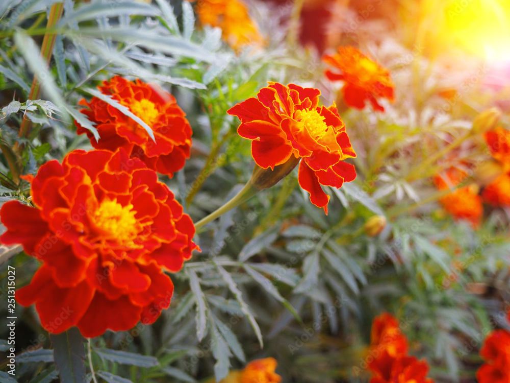 Summer background with blooming marigold flowers. Summer background with blooming marigold flowers.