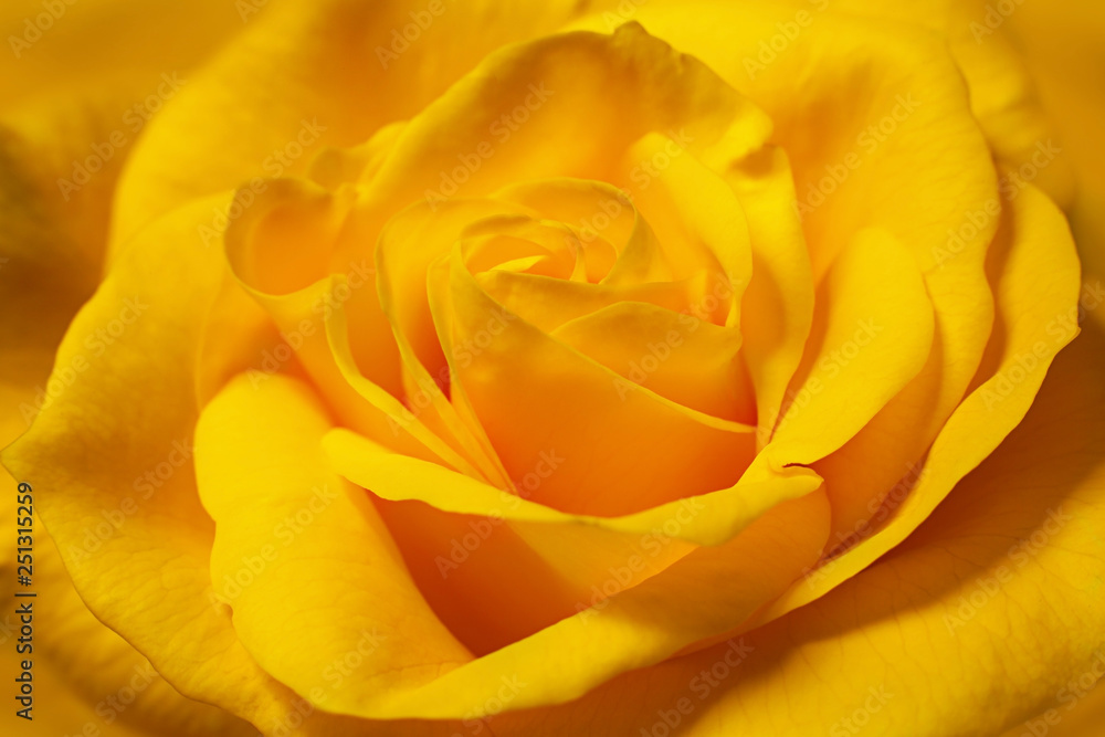 Obraz premium Yellow rose head closeup detail background