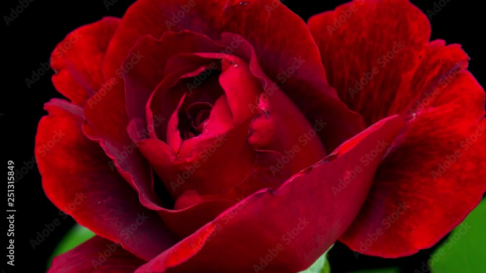 Time-Lapse of dark Red Rose Flower Blooming on Black Background. Single Beautiful Red Rose from Bud to big Flower, with Green Leaves - studio shot. Time-Lapse of dark Red Rose Flower Blooming on Black Background. Single Beautiful Red Rose from Bud to big Flower, with Green Leaves - studio shot.