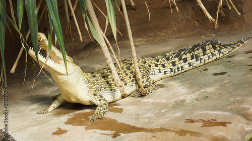 Принти на полотні Salt water crocodile open mouth