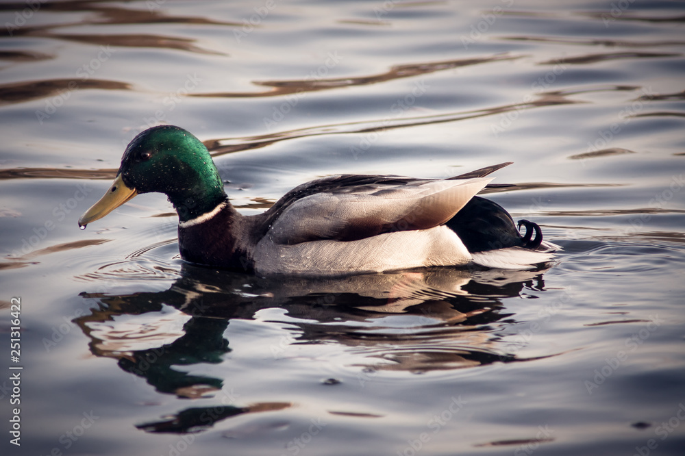 Fototapeta premium Wild duck on the water