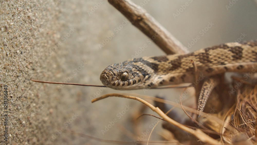 snake peaking out between wood snake peaking out between wood