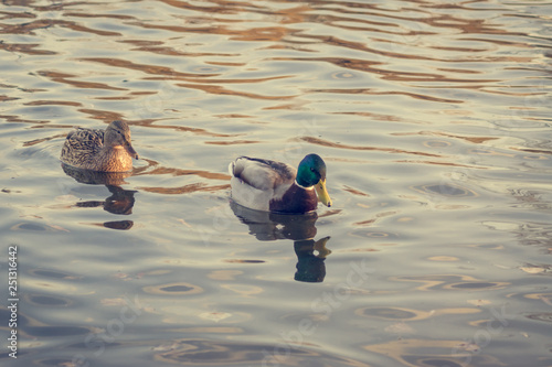 A pair of wild ducks on the water