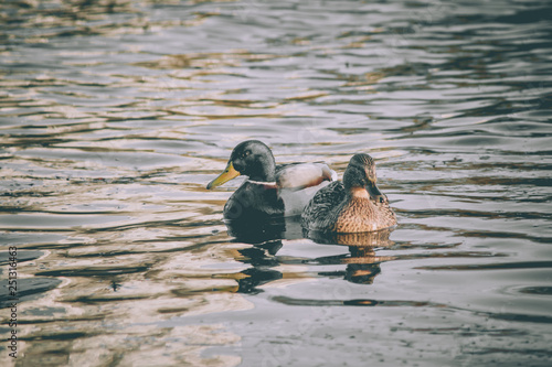 A pair of wild ducks on the water