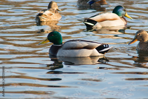 A flock of wild ducks on the water