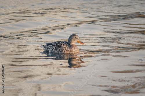 Wild duck on the water