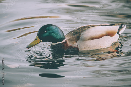 Wild duck on the water
