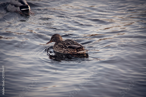 Wild duck on the water