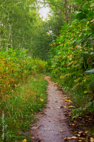 path in the forest