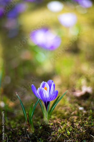 Spring crocus flower , soft focus photography