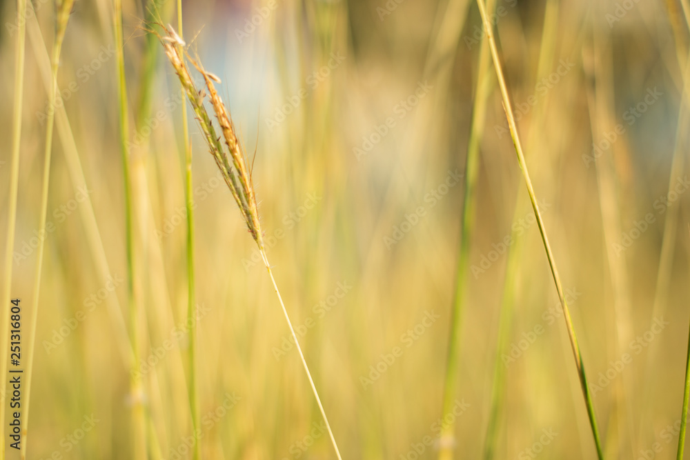 Fototapeta premium Yellow grass background for text