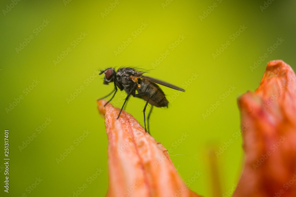 a fly on a flower a fly on a flower
