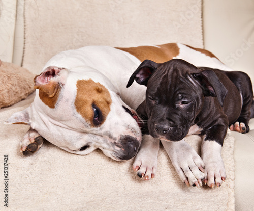  American Staffordshire Terrier puppy sleeping together