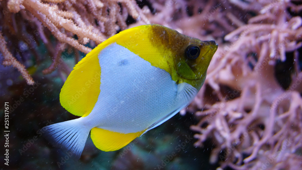Obraz premium Coral reef fish swimming in front of anemones corals