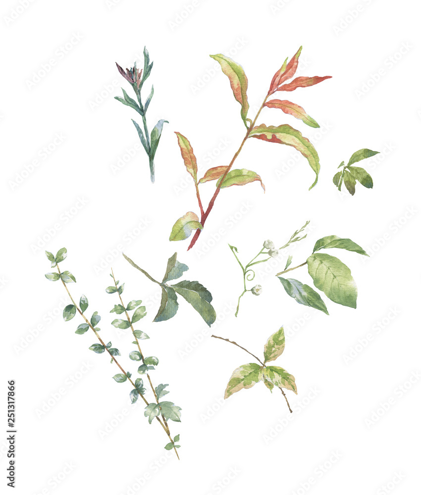 watercolor painting of leaves illustration on white background
