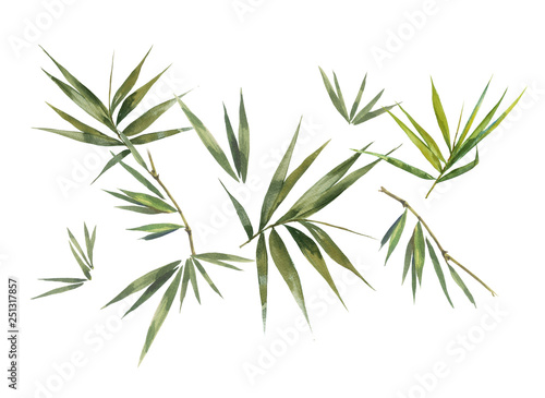 Watercolor illustration painting of bamboo leaves   on white background