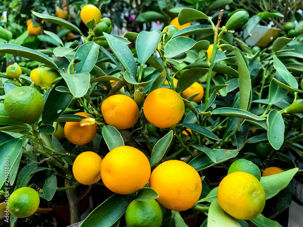 Decorative citrus plants in containers