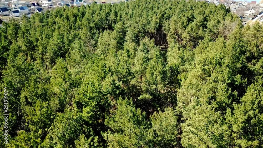 Flight over a forest park of pine trees and many colored roofs in spring. Flying over treetops of the pine forest. Aerial survey Flight over a forest park of pine trees and many colored roofs in spring. Flying over treetops of the pine forest. Aerial survey